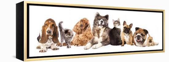 Group of Dogs and Cat Different Breeds, Cat and Dog-Lilun-Framed Premier Image Canvas
