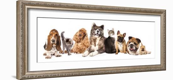 Group of Dogs and Cat Different Breeds, Cat and Dog-Lilun-Framed Photographic Print