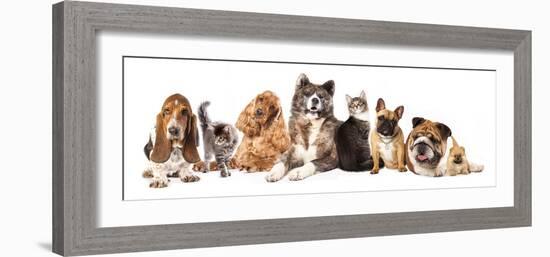 Group of Dogs and Cat Different Breeds, Cat and Dog-Lilun-Framed Photographic Print