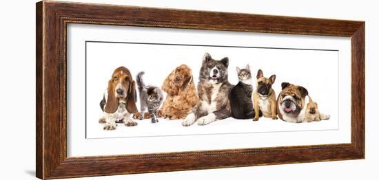 Group of Dogs and Cat Different Breeds, Cat and Dog-Lilun-Framed Photographic Print