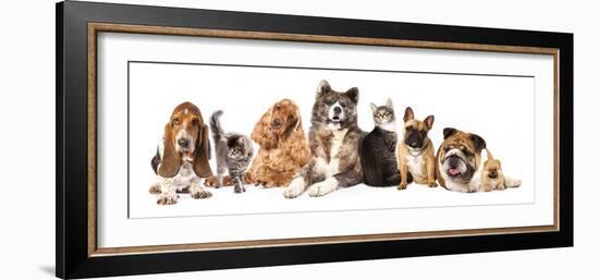 Group of Dogs and Cat Different Breeds, Cat and Dog-Lilun-Framed Photographic Print