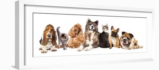 Group of Dogs and Cat Different Breeds, Cat and Dog-Lilun-Framed Photographic Print