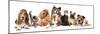 Group of Dogs and Cat Different Breeds, Cat and Dog-Lilun-Mounted Photographic Print