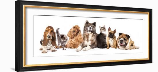 Group of Dogs and Cat Different Breeds, Cat and Dog-Lilun-Framed Photographic Print