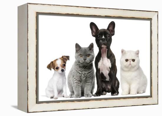 Group of Dogs and Cats in Front of White Background-Life on White-Framed Premier Image Canvas