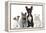 Group of Dogs and Cats in Front of White Background-Life on White-Framed Premier Image Canvas