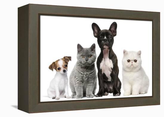 Group of Dogs and Cats in Front of White Background-Life on White-Framed Premier Image Canvas