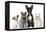 Group of Dogs and Cats in Front of White Background-Life on White-Framed Premier Image Canvas