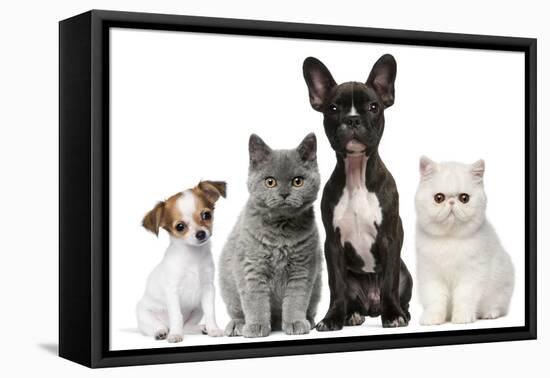 Group of Dogs and Cats in Front of White Background-Life on White-Framed Premier Image Canvas