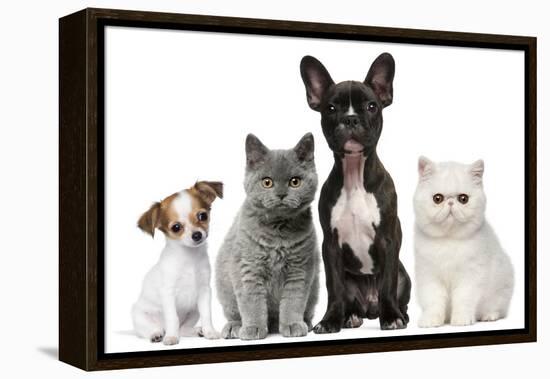 Group of Dogs and Cats in Front of White Background-Life on White-Framed Premier Image Canvas