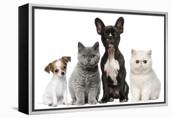 Group of Dogs and Cats in Front of White Background-Life on White-Framed Premier Image Canvas