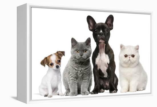 Group of Dogs and Cats in Front of White Background-Life on White-Framed Premier Image Canvas