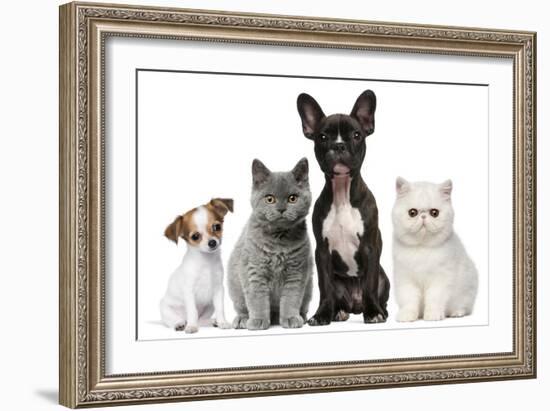 Group of Dogs and Cats in Front of White Background-Life on White-Framed Photographic Print