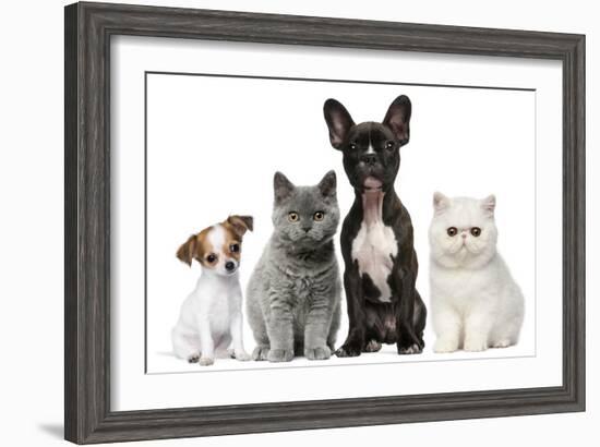 Group of Dogs and Cats in Front of White Background-Life on White-Framed Photographic Print