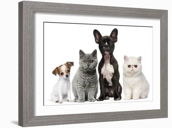 Group of Dogs and Cats in Front of White Background-Life on White-Framed Photographic Print