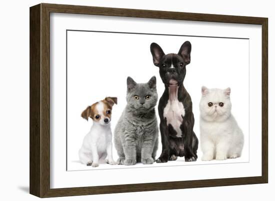 Group of Dogs and Cats in Front of White Background-Life on White-Framed Photographic Print