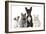 Group of Dogs and Cats in Front of White Background-Life on White-Framed Photographic Print