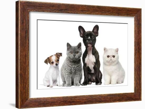 Group of Dogs and Cats in Front of White Background-Life on White-Framed Photographic Print