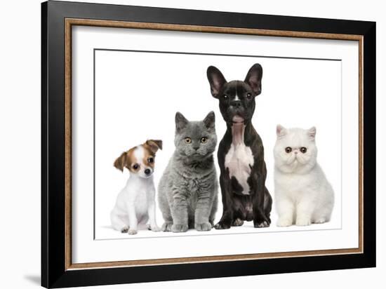 Group of Dogs and Cats in Front of White Background-Life on White-Framed Photographic Print