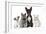 Group of Dogs and Cats in Front of White Background-Life on White-Framed Photographic Print