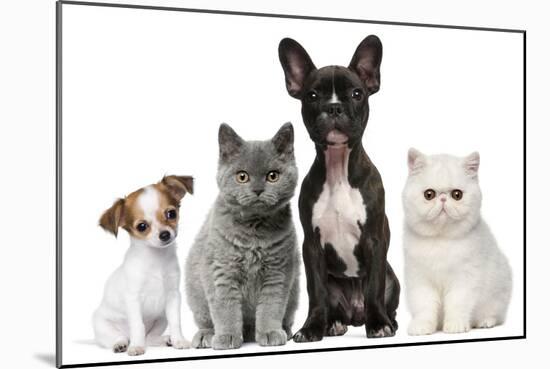 Group of Dogs and Cats in Front of White Background-Life on White-Mounted Photographic Print