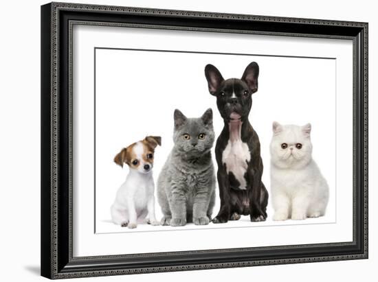 Group of Dogs and Cats in Front of White Background-Life on White-Framed Photographic Print
