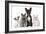 Group of Dogs and Cats in Front of White Background-Life on White-Framed Photographic Print