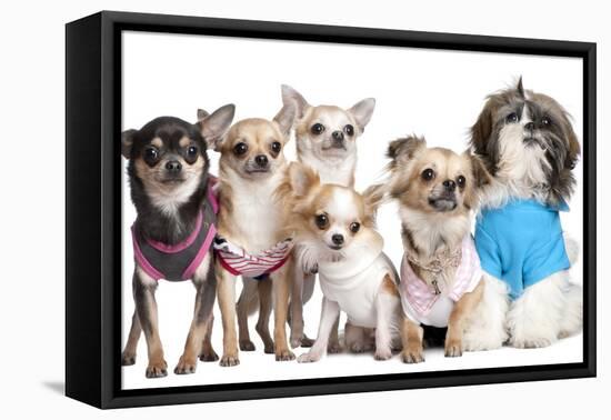 Group Of Dogs Dressed-Up : 5 Chihuahuas And A Shih Tzu-Life on White-Framed Premier Image Canvas