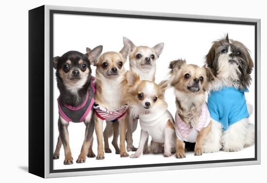 Group Of Dogs Dressed-Up : 5 Chihuahuas And A Shih Tzu-Life on White-Framed Premier Image Canvas