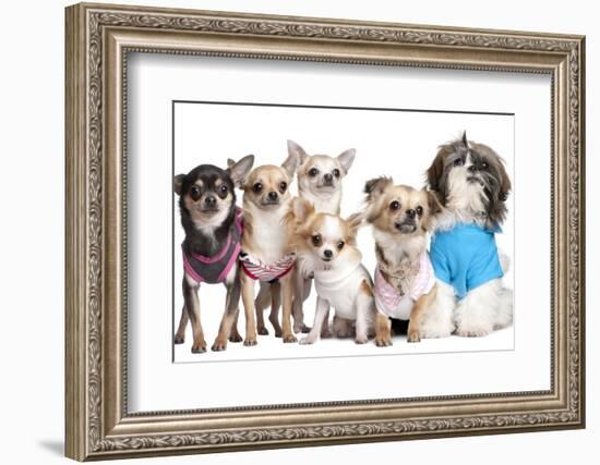 Group Of Dogs Dressed-Up : 5 Chihuahuas And A Shih Tzu-Life on White-Framed Photographic Print