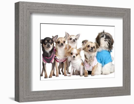 Group Of Dogs Dressed-Up : 5 Chihuahuas And A Shih Tzu-Life on White-Framed Photographic Print