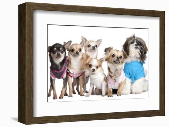 Group Of Dogs Dressed-Up : 5 Chihuahuas And A Shih Tzu-Life on White-Framed Photographic Print