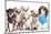 Group Of Dogs Dressed-Up : 5 Chihuahuas And A Shih Tzu-Life on White-Mounted Photographic Print