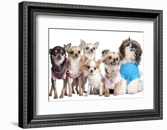 Group Of Dogs Dressed-Up : 5 Chihuahuas And A Shih Tzu-Life on White-Framed Photographic Print