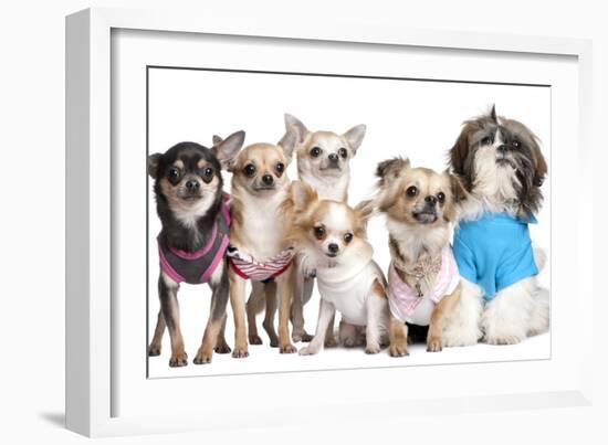 Group Of Dogs Dressed-Up : 5 Chihuahuas And A Shih Tzu-Life on White-Framed Photographic Print