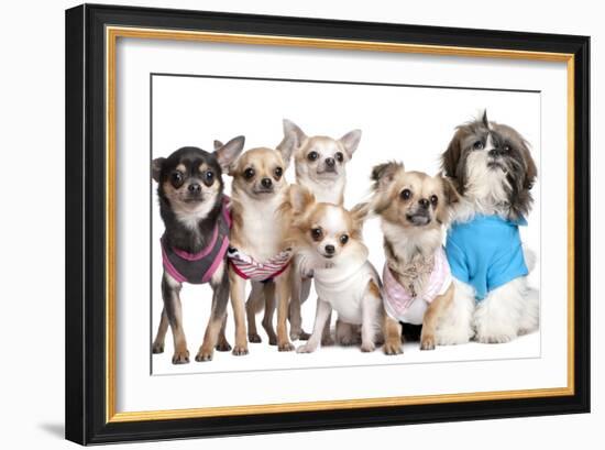 Group Of Dogs Dressed-Up : 5 Chihuahuas And A Shih Tzu-Life on White-Framed Photographic Print