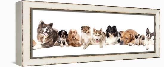 Group of Dogs-Lilun-Framed Premier Image Canvas