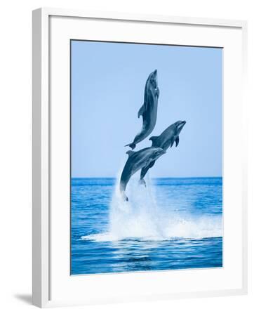 'Group of Dolphins Jumping on the Water - Beautiful Seascape and Blue ...