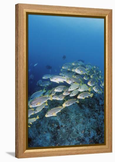 Group of Fish Swimming in Sea-Michele Westmorland-Framed Premier Image Canvas