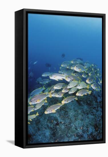 Group of Fish Swimming in Sea-Michele Westmorland-Framed Premier Image Canvas