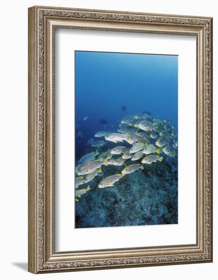 Group of Fish Swimming in Sea-Michele Westmorland-Framed Photographic Print