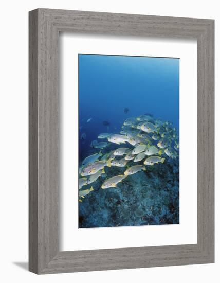 Group of Fish Swimming in Sea-Michele Westmorland-Framed Photographic Print