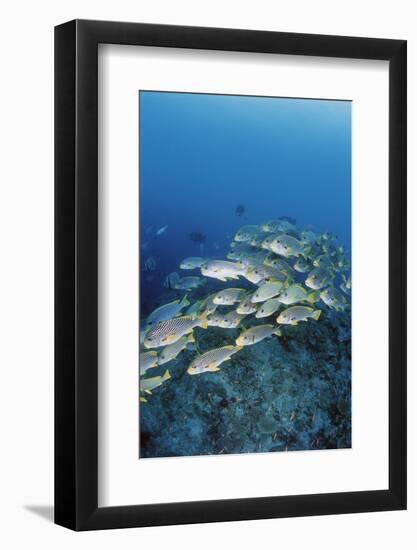 Group of Fish Swimming in Sea-Michele Westmorland-Framed Photographic Print