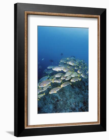 Group of Fish Swimming in Sea-Michele Westmorland-Framed Photographic Print