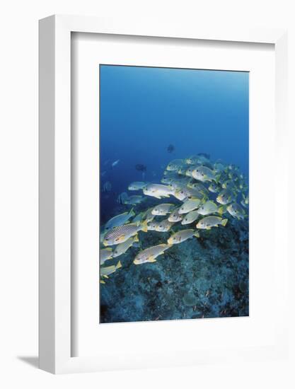 Group of Fish Swimming in Sea-Michele Westmorland-Framed Photographic Print