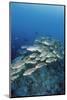 Group of Fish Swimming in Sea-Michele Westmorland-Mounted Photographic Print