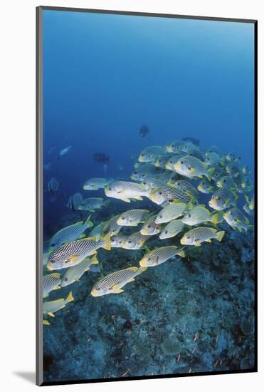 Group of Fish Swimming in Sea-Michele Westmorland-Mounted Photographic Print