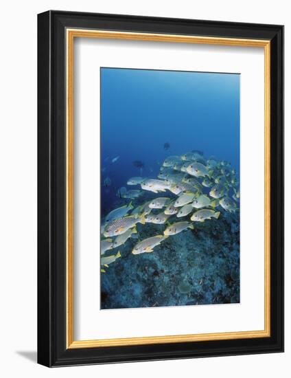 Group of Fish Swimming in Sea-Michele Westmorland-Framed Photographic Print
