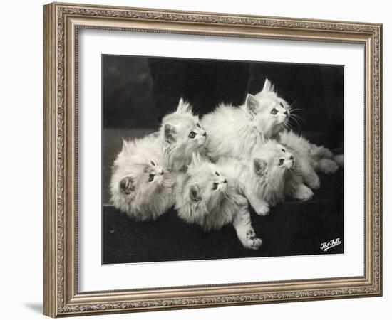 Group of Five Adorable White Fluffy Chinchilla Kittens Lying in a Heap Looking up at Their Owner-Thomas Fall-Framed Photographic Print