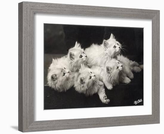 Group of Five Adorable White Fluffy Chinchilla Kittens Lying in a Heap Looking up at Their Owner-Thomas Fall-Framed Photographic Print